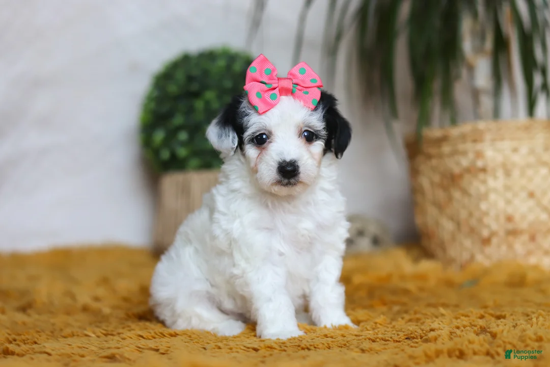 Yorkiepoo dogs for sale: Bliss - Ad 1