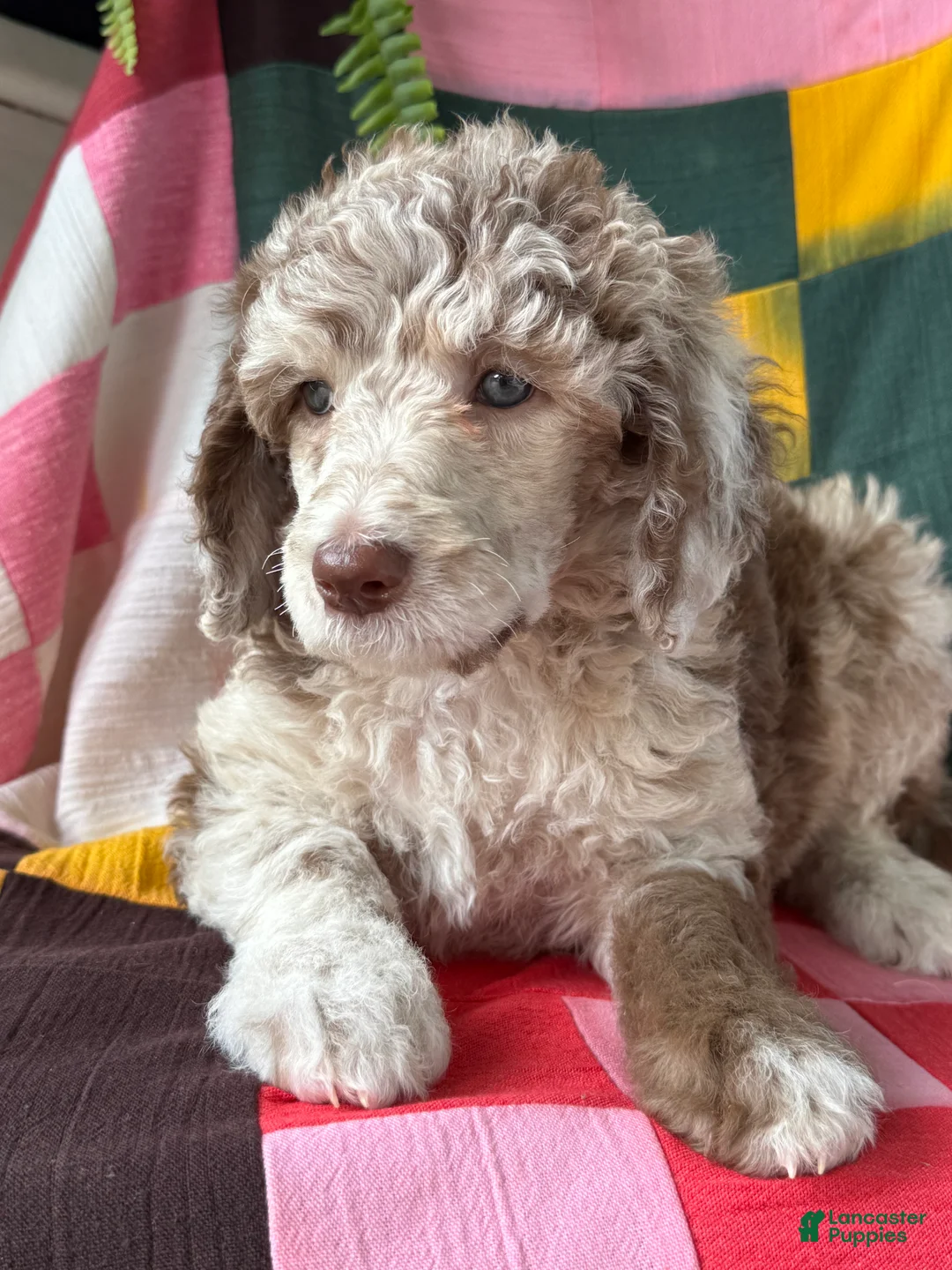 Standard Poodle dogs for sale: Prada - Ad 1