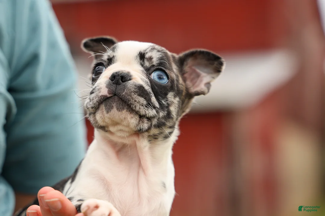Frenchton dogs for sale: BRANDY - Ad 2