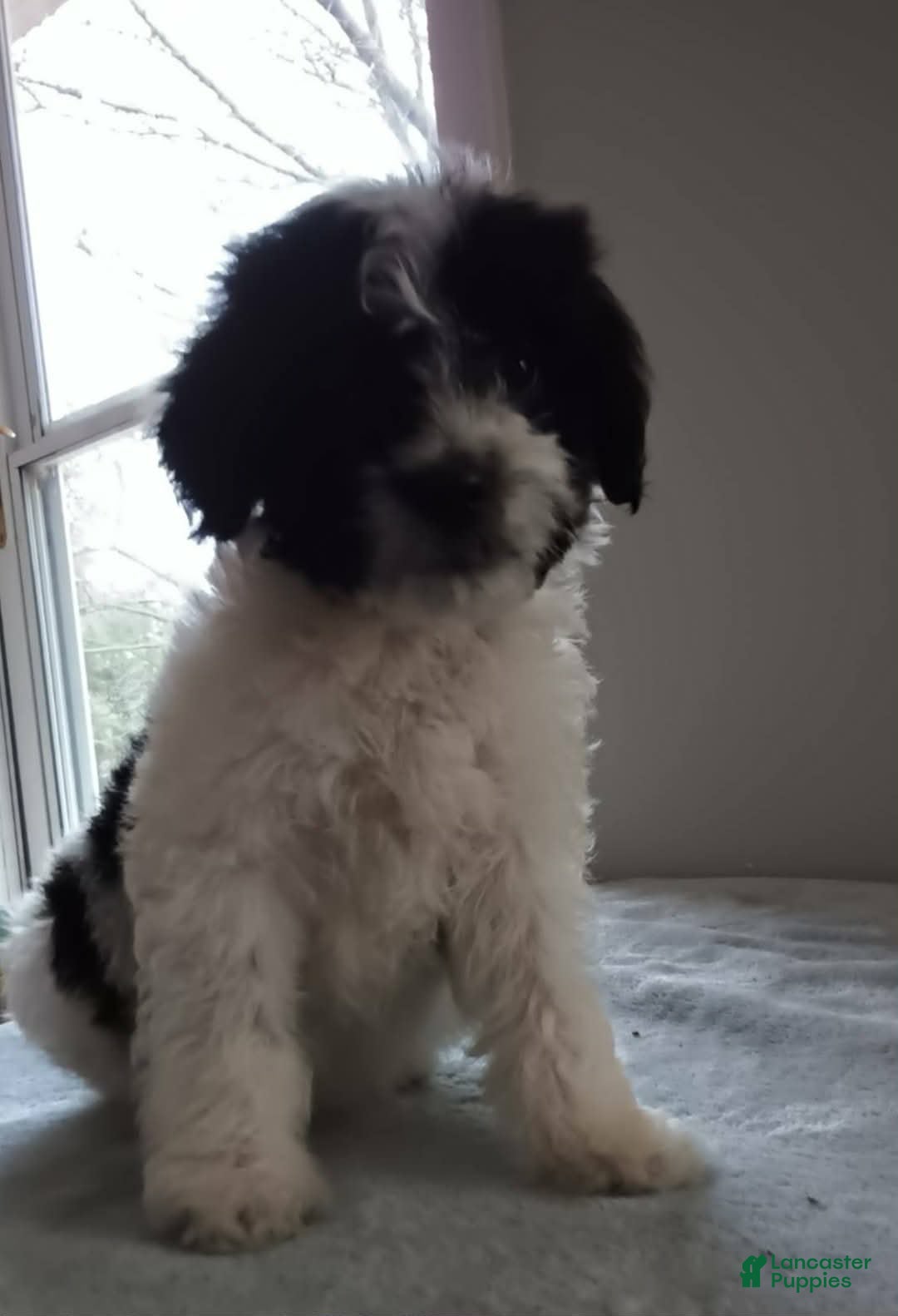 Goldendoodle dogs for sale: Panda Bear - Ad 1