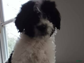 Goldendoodle dogs Panda Bear - Ad 27