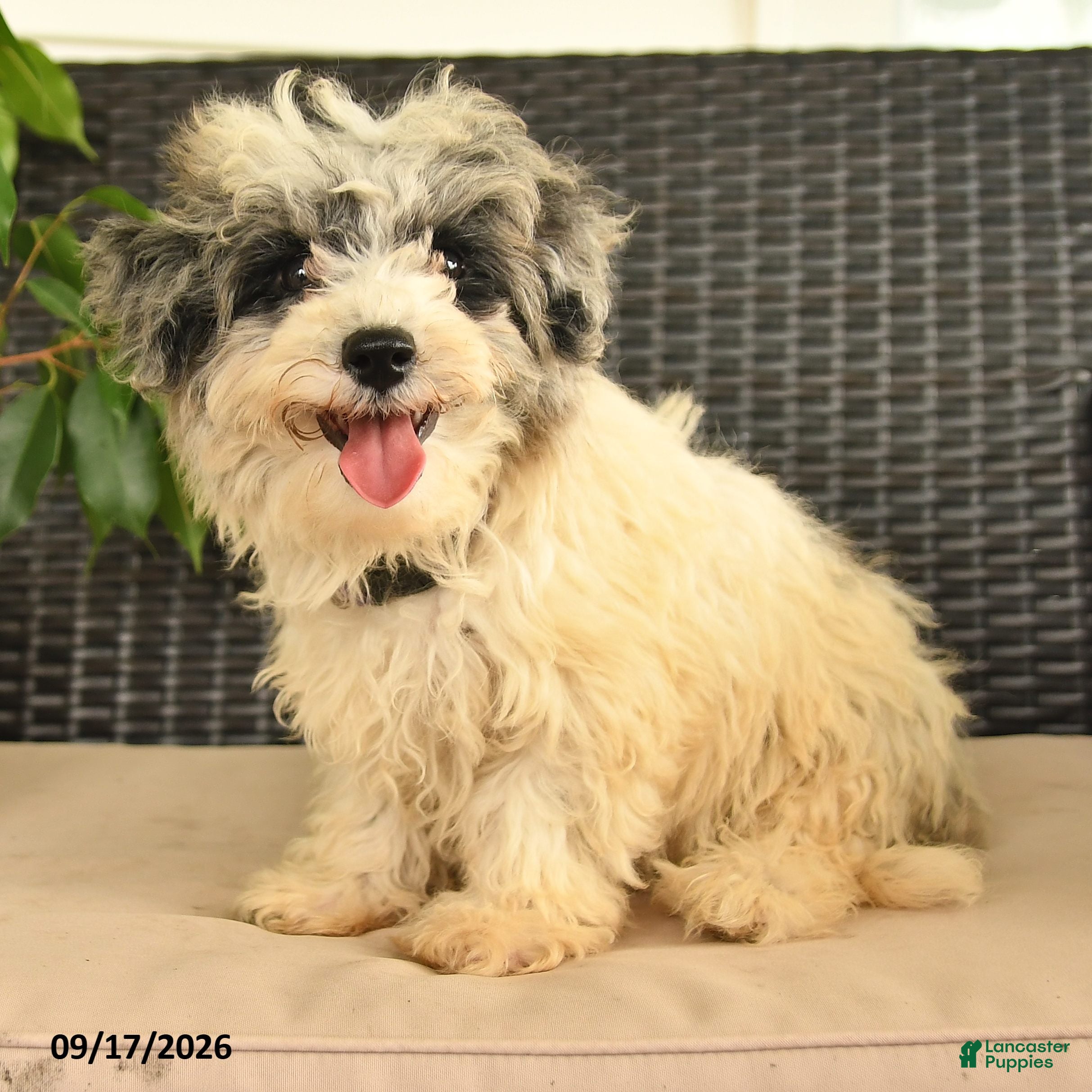 Maltipoo dogs Buddy  - Ad 2