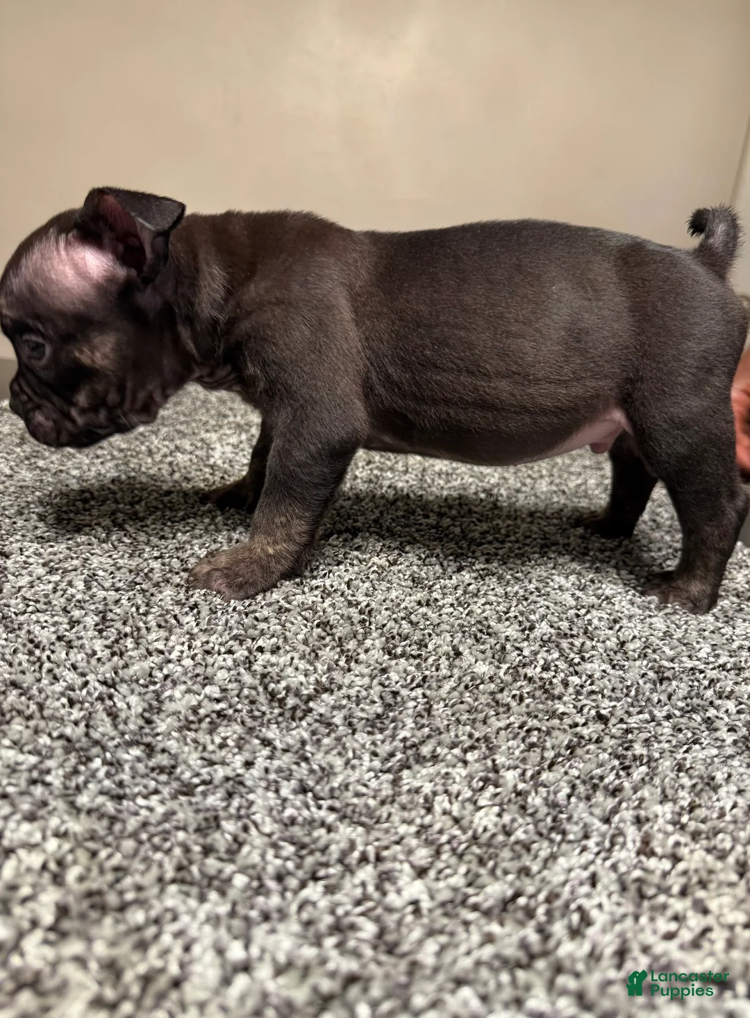 American Bully dogs for sale: American Bully Puppy 3 - Ad 5