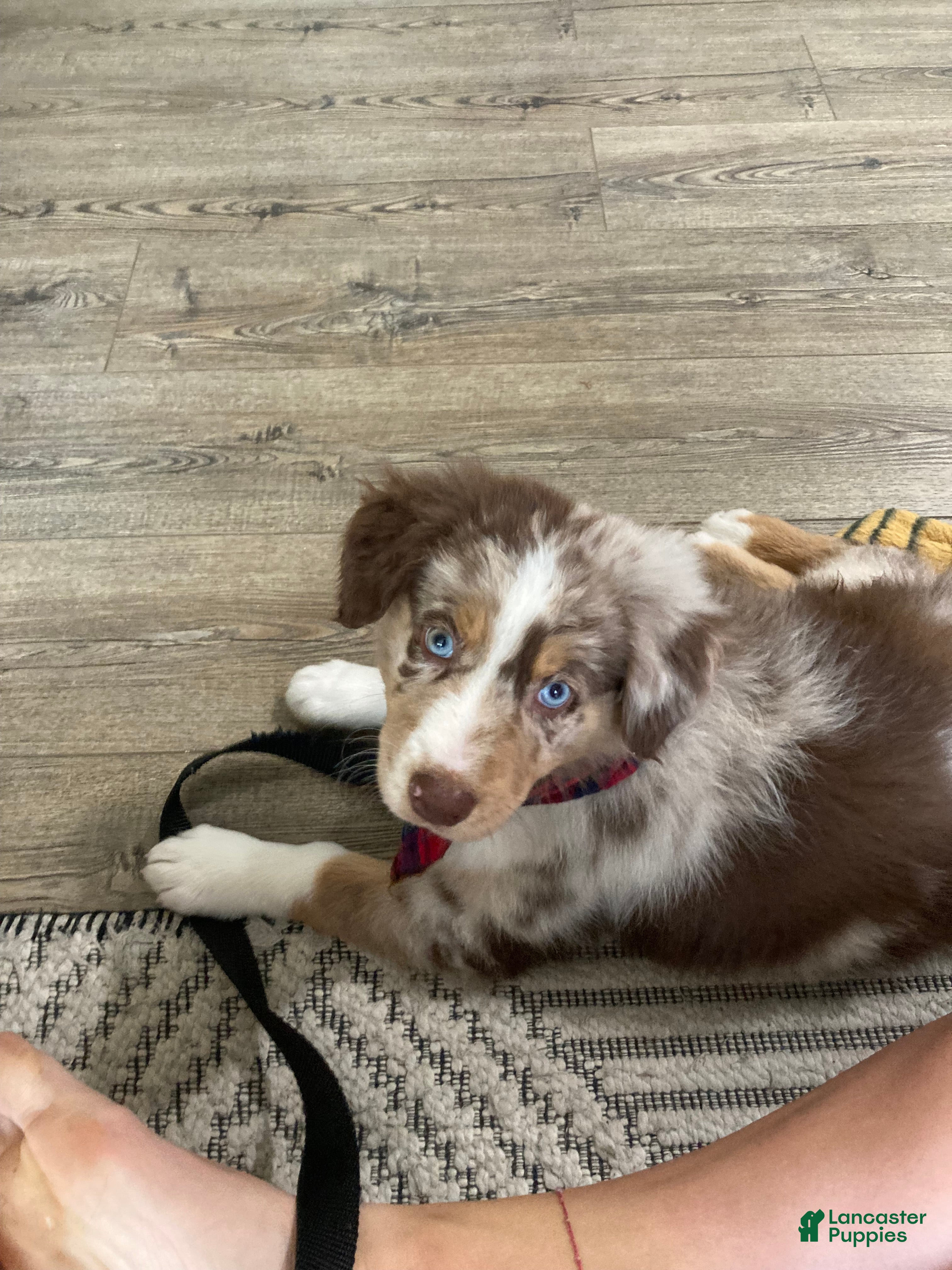 Australian Shepherd dogs Australian Shepherd 1 puppies - Ad 2