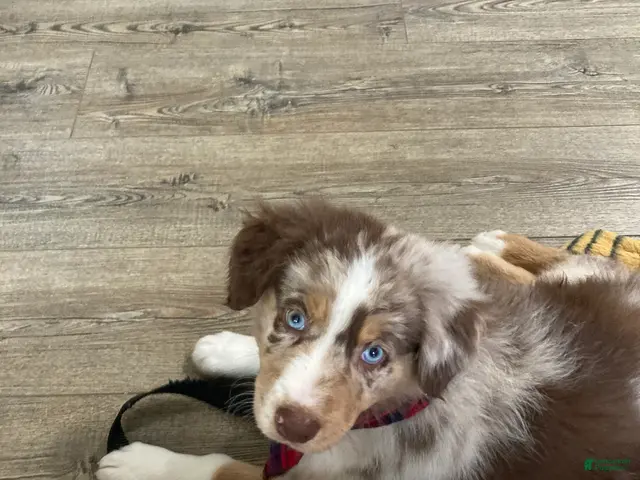 Australian Shepherd dogs for stud: Australian Shepherd 1 puppies - Ad 2
