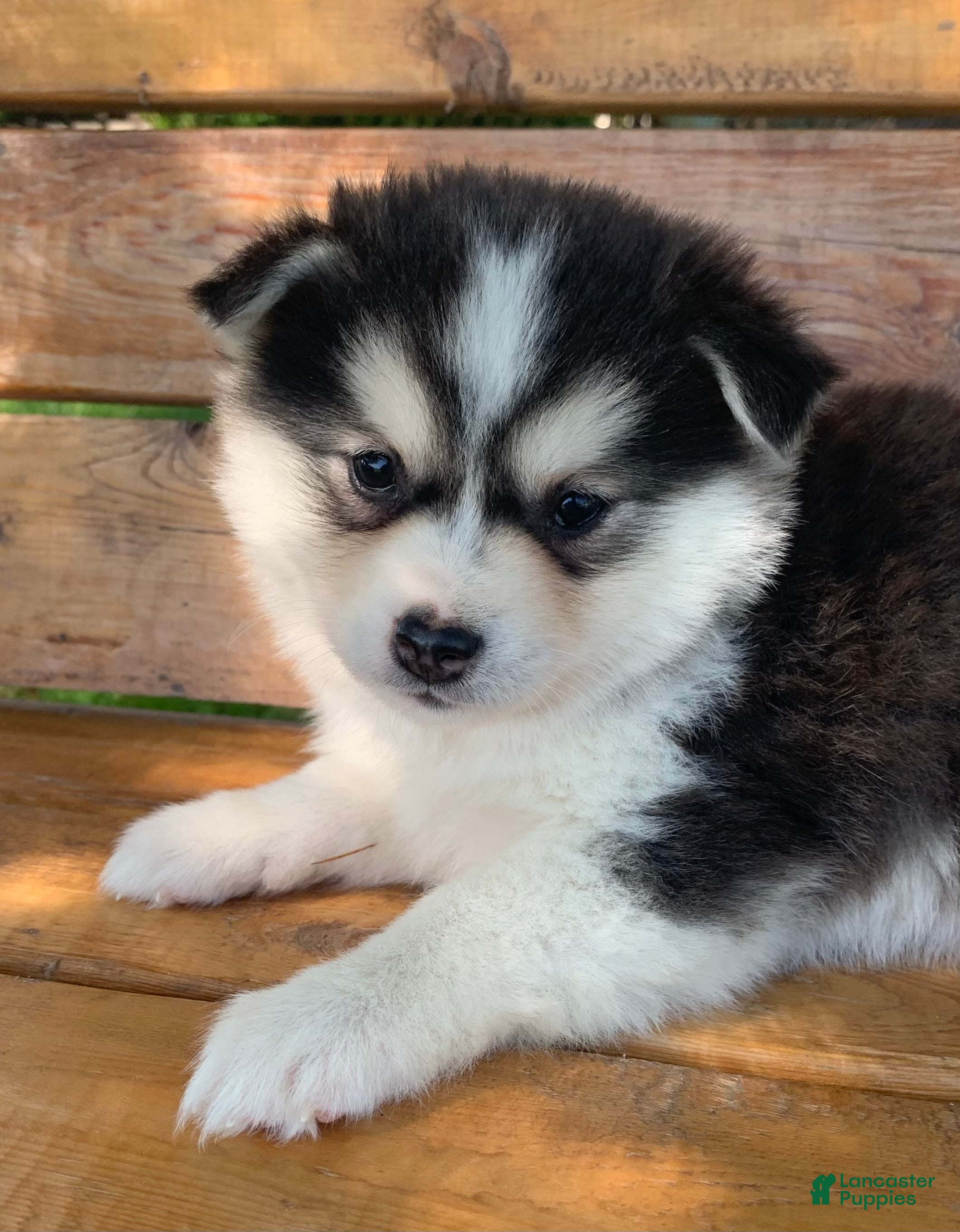 Alaskan Klee Kai dogs Beautiful Gal~~Charise! - Ad 8