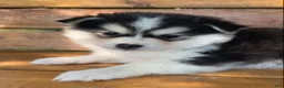 Alaskan Klee Kai dogs for sale: Beautiful Gal~~Charise! - Ad 1