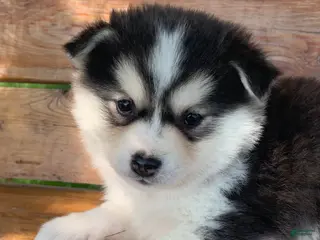 Alaskan Klee Kai dogs Beautiful Gal~~Charise! - Ad 10