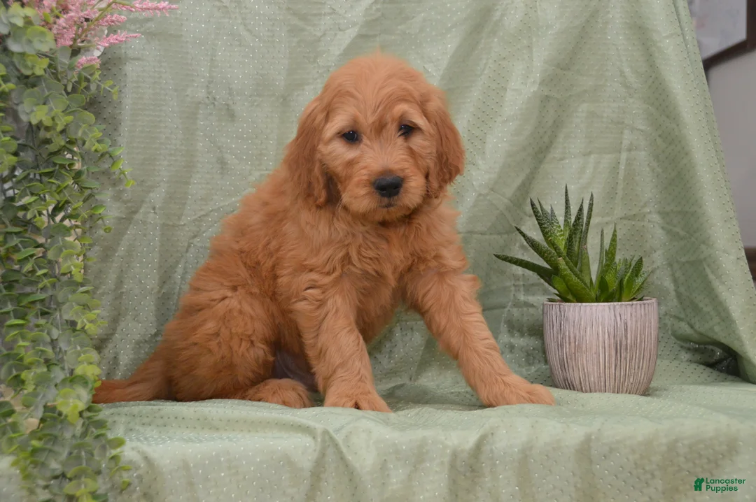 Goldendoodle dogs for sale: Buster - Ad 1