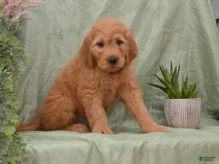 Goldendoodle dogs for sale: Buster - Ad 1