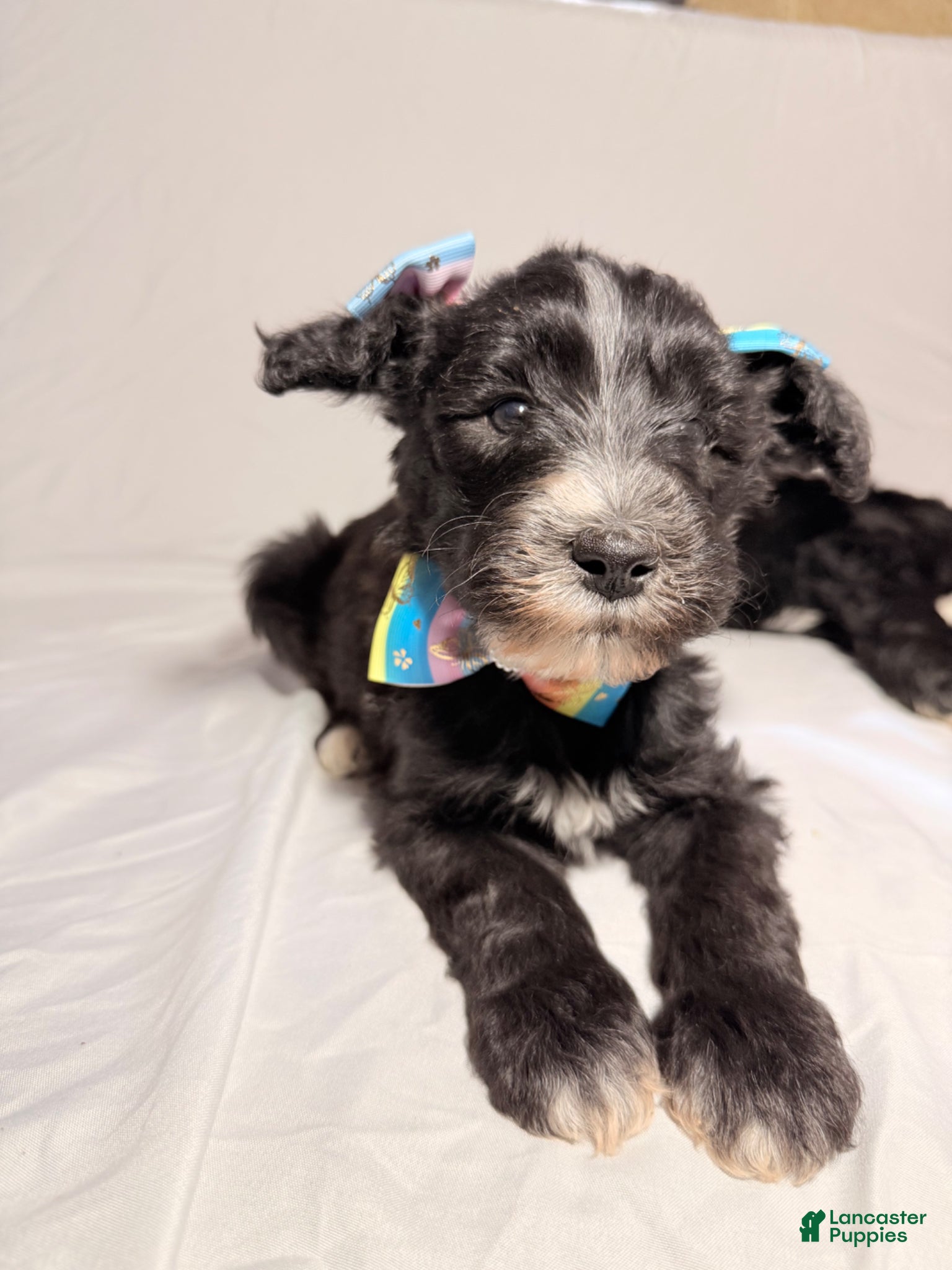 Sheepadoodle dogs Sheepadoodle Puppy 3 - Ad 1
