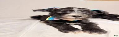 Sheepadoodle Puppy 3