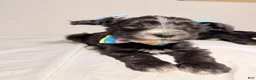 Sheepadoodle dogs for sale: Sheepadoodle Puppy 3 - Ad 1