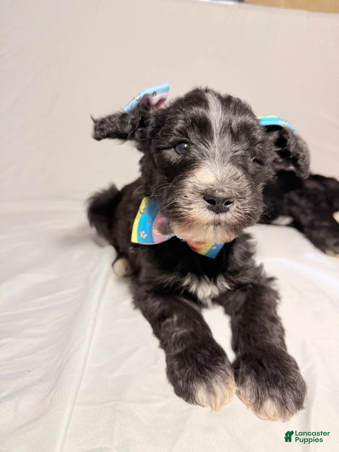 Sheepadoodle dogs for sale: Sheepadoodle Puppy 3 - Ad 1