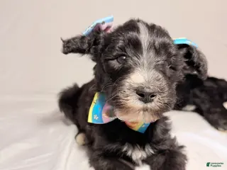 Sheepadoodle dogs for sale: Sheepadoodle Puppy 3 - Ad 2