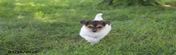 Toy Fox Terrier dogs for sale: Millie - Ad 5