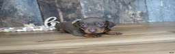 Miniature Dachshund dogs for sale: Brenna - Ad 4