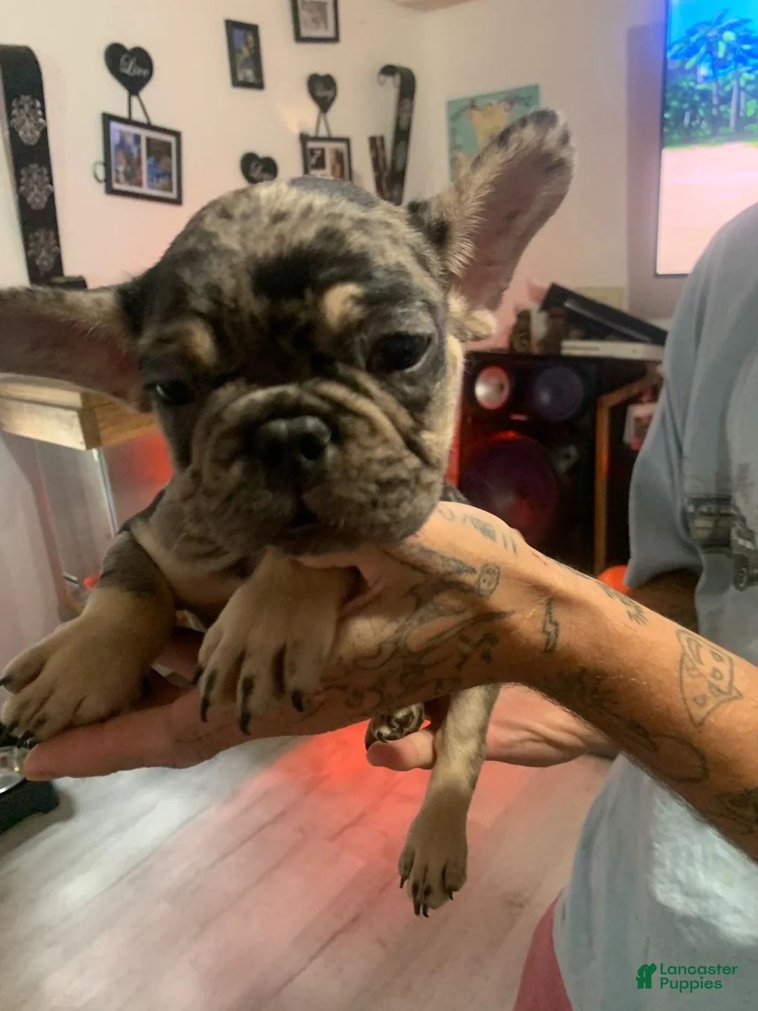 French Bulldog dogs for sale: French Bulldog 2 - Ad 2