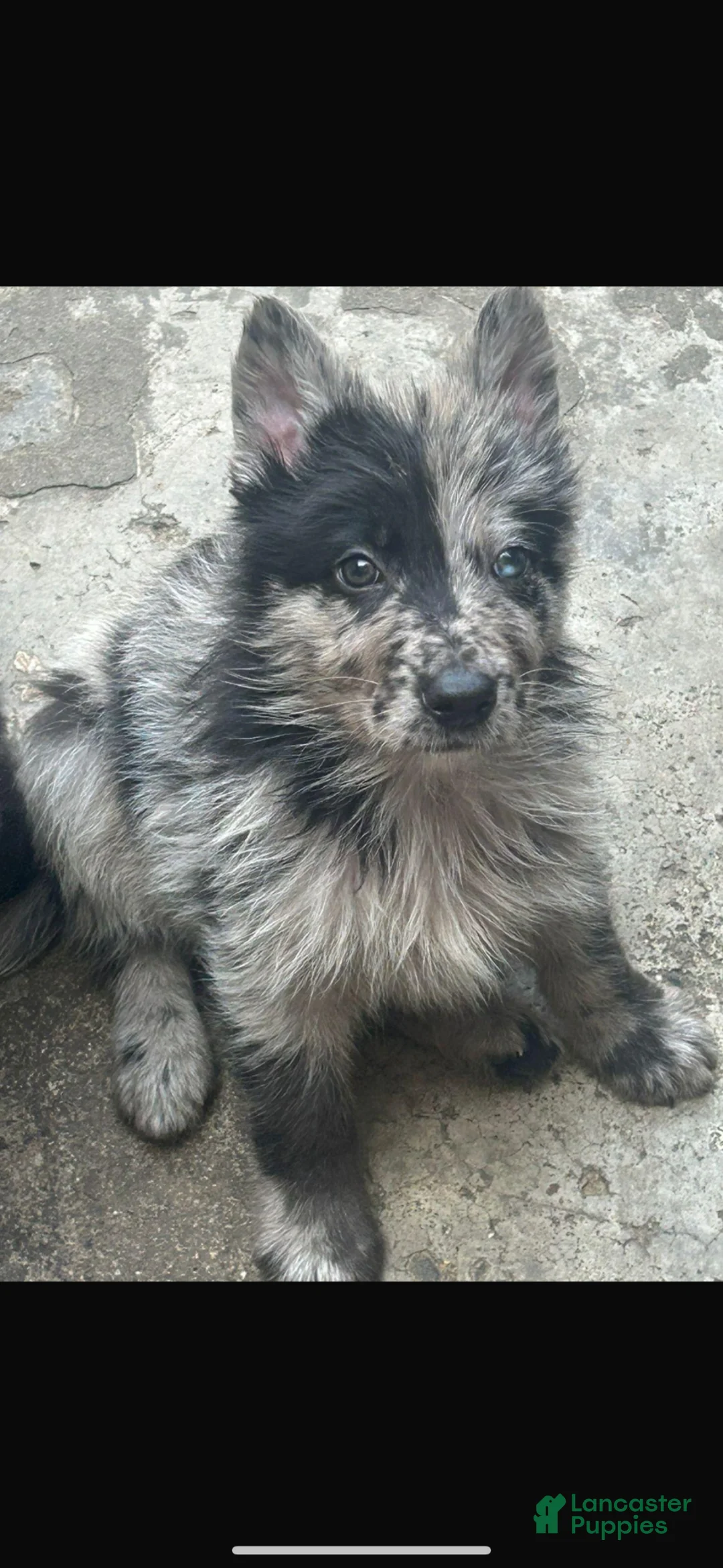 Mixed Breed dogs for sale: Mixed Breed Puppy 2 - Ad 3