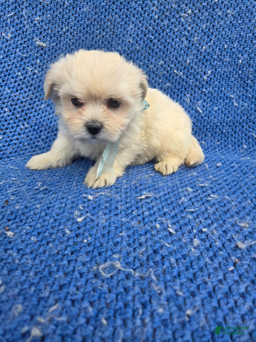 Malshi dogs for sale: Nate - Ad 1