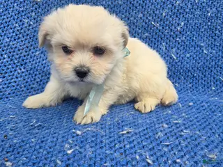 Malshi dogs Nate - Ad 4