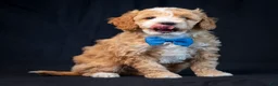 Mini Goldendoodle dogs for sale: Buster - Ad 5