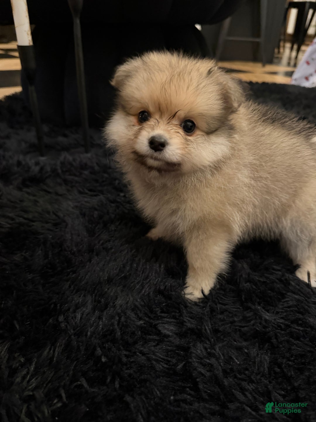 Pomeranian dogs for sale: Dolly - Ad 4