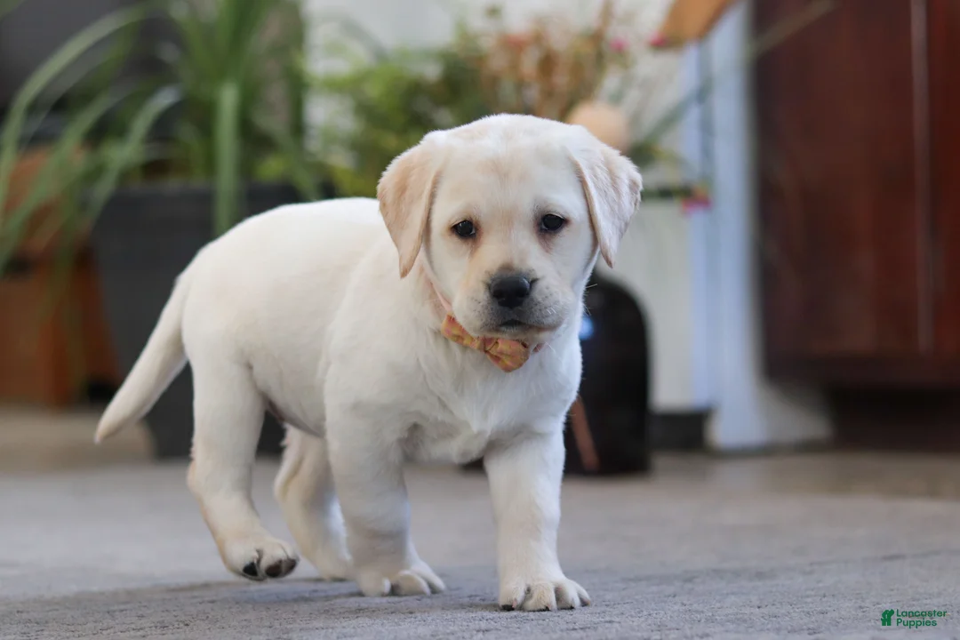 Labrador Retriever dogs for sale: Sonya - Ad 4