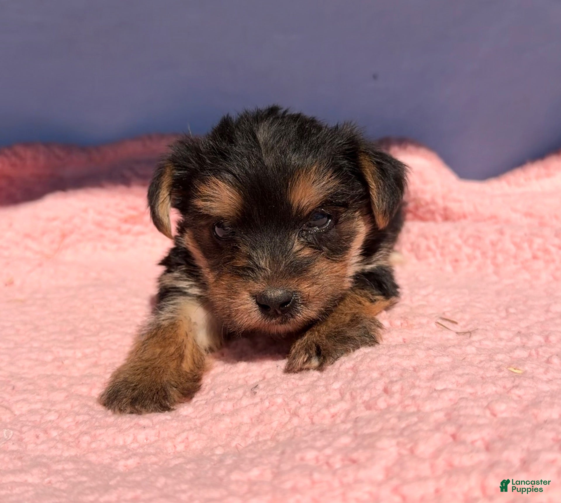 Yorkshire Terrier dogs Yorkshire Terrier 1 - Ad 1