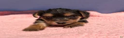 Yorkshire Terrier dogs for sale: Yorkshire Terrier 1 - Ad 1