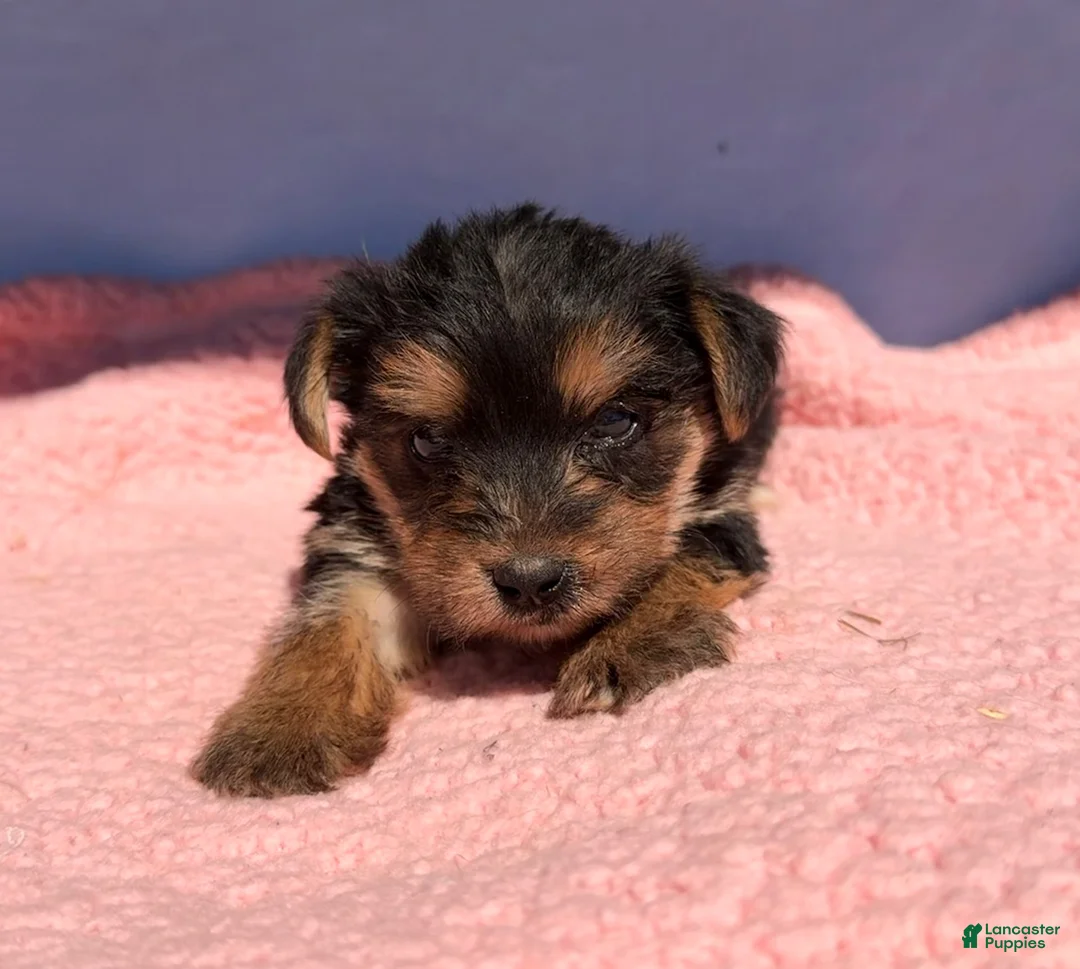 Yorkshire Terrier dogs for sale: Yorkshire Terrier 1 - Ad 1