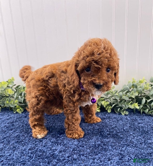 Cavapoo dogs Mason - Ad 2