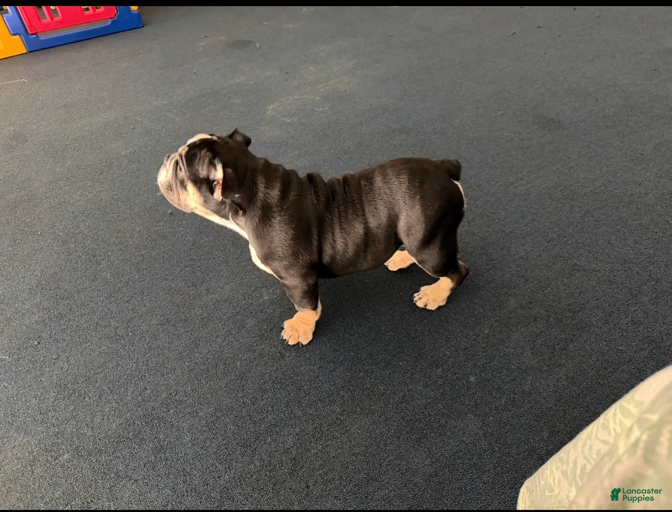 American Bully dogs Skunky  - Ad 2