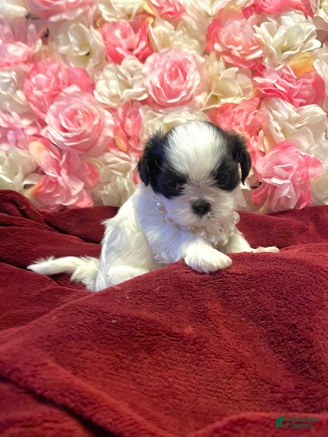 Shih Tzu dogs for sale: Judy - Ad 8