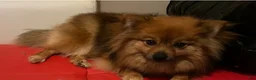 Pomeranian dogs for sale: Pomeranian 2 - Ad 4