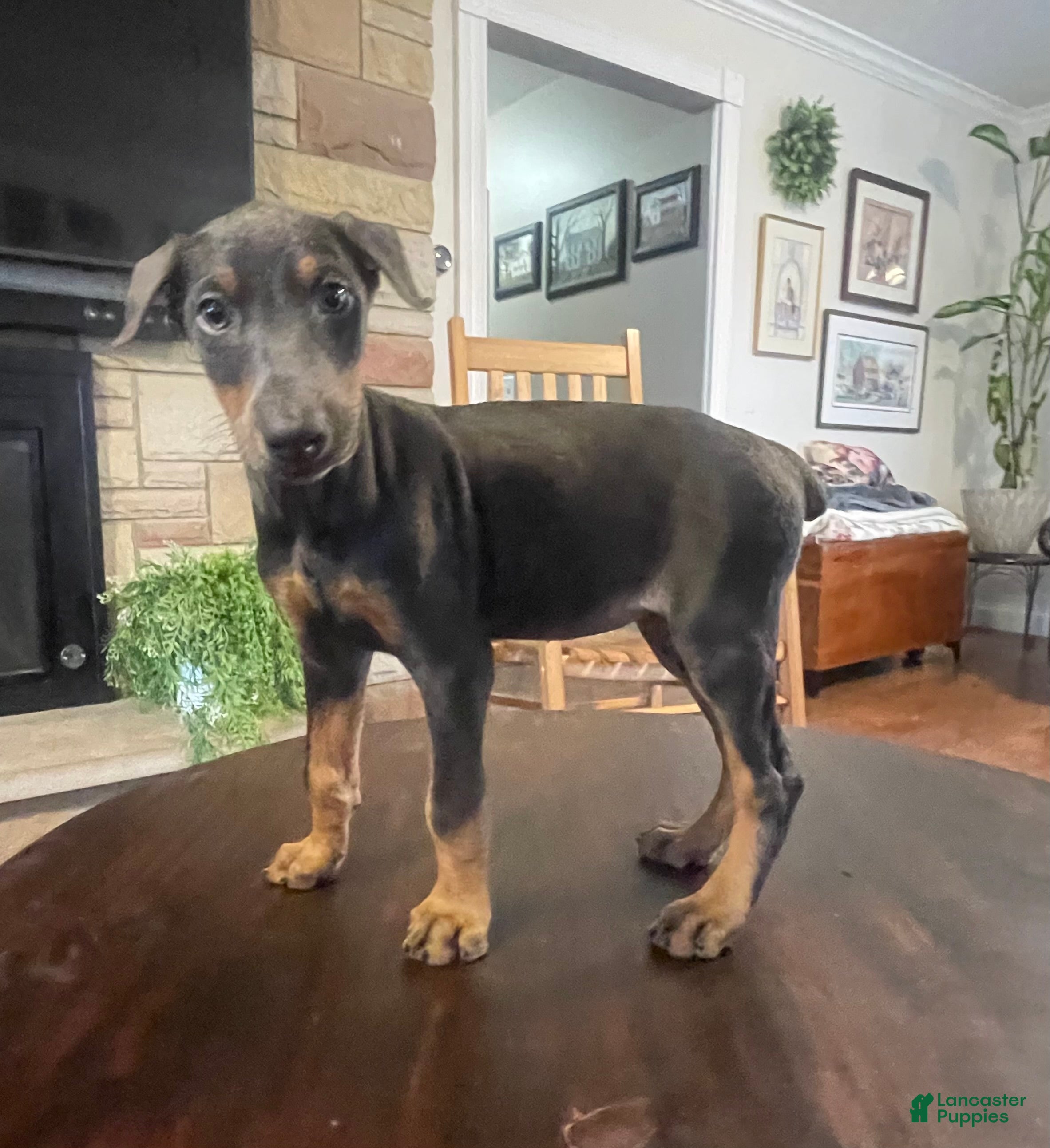 Doberman Pinscher dogs Rogue - Ad 1