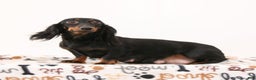 Miniature Dachshund dogs for sale: Ike - Ad 6