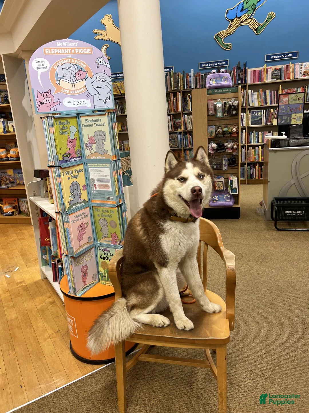 Siberian Husky dogs for stud: STUD: Achilles - Ad 2