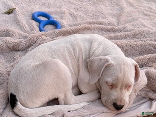 Dogo Argentino dogs Puppy M3 - Ad 1