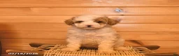 Mini Goldendoodle dogs for sale: Marigold  - Ad 2