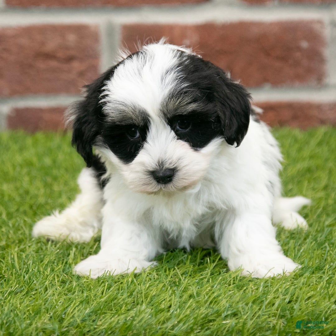 Havapoo dogs for sale: Leo - Ad 4