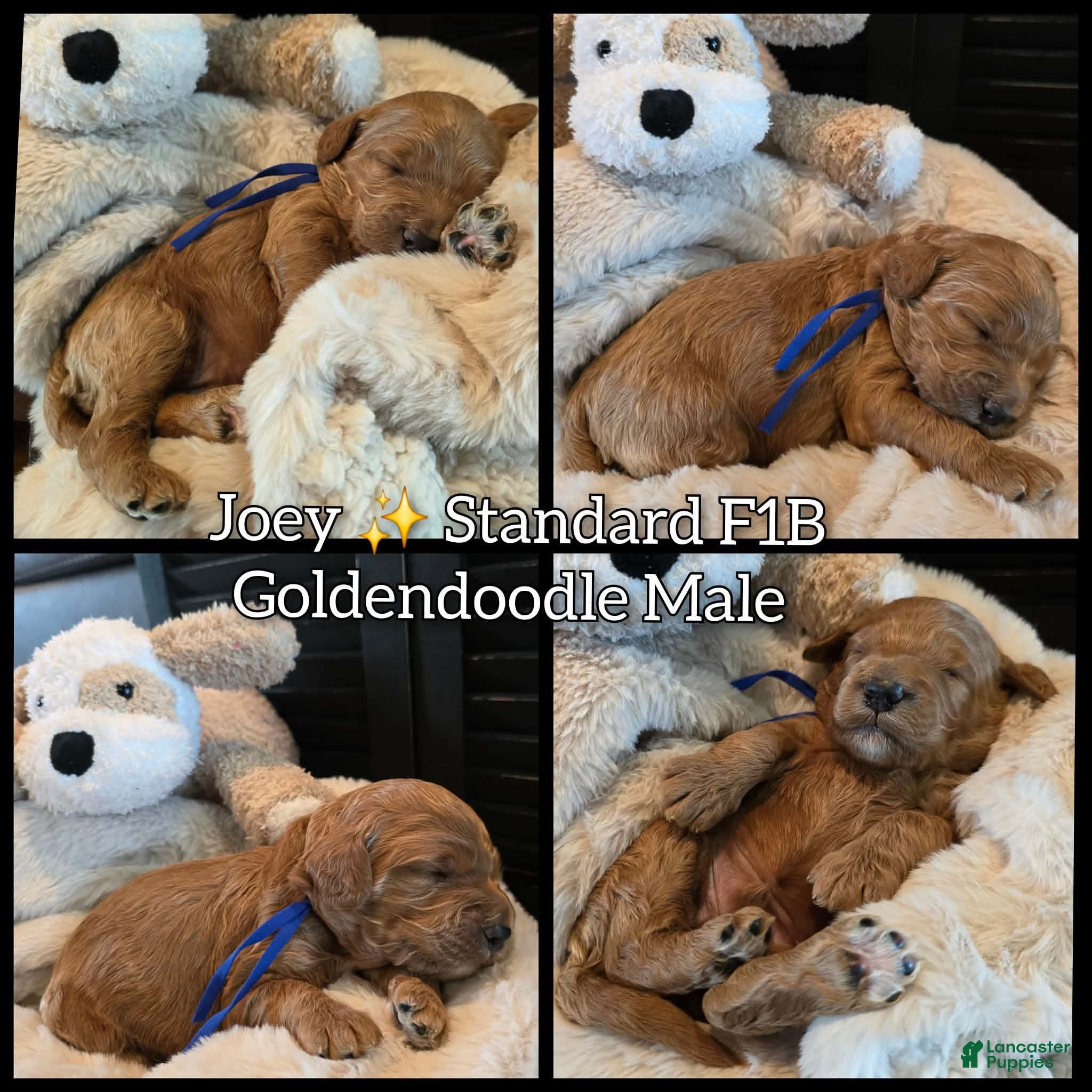 Goldendoodle dogs Joey - Ad 1