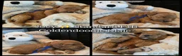 Goldendoodle dogs for sale: Joey - Ad 1