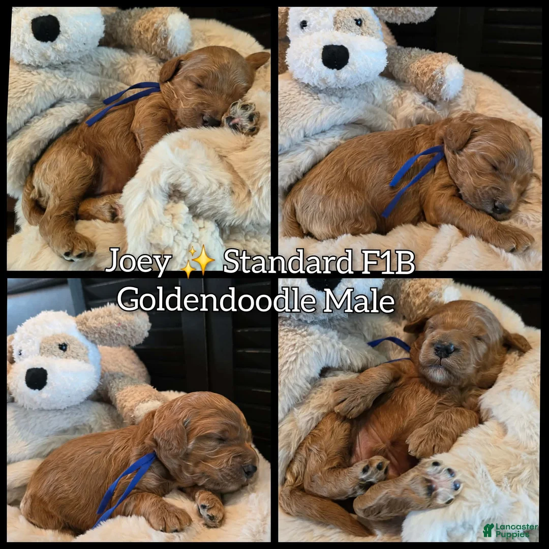 Goldendoodle dogs for sale: Joey - Ad 1