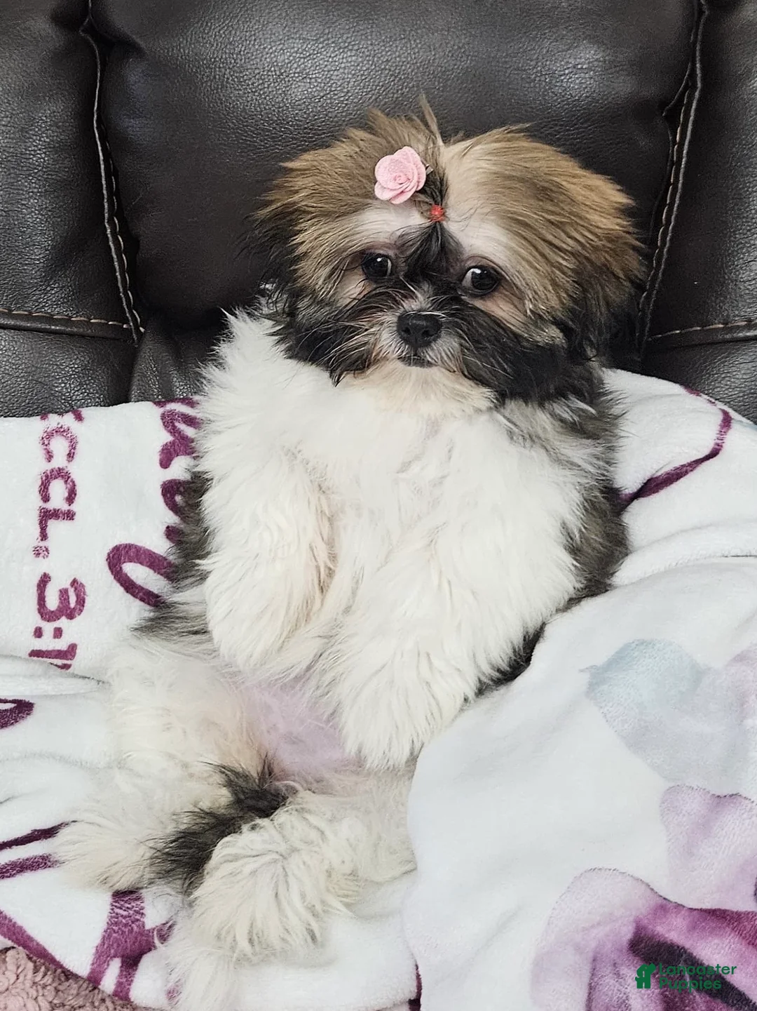 Shih Tzu dogs for sale: Shih Tzu 1 - Ad 2
