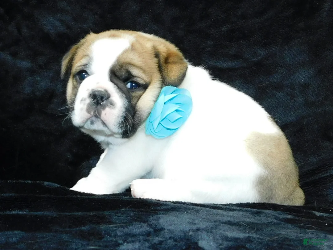 Mixed Breed dogs for sale: Buster - Ad 8