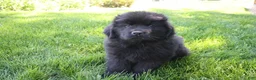 Newfoundland dogs for sale: Midnight - Ad 4