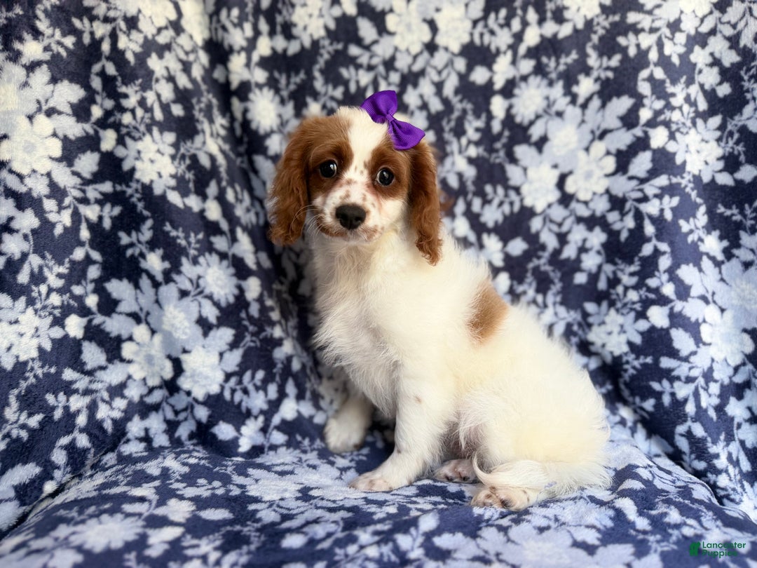 Cavapoo dogs for sale: Maple - Ad 7