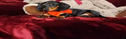 Miniature Dachshund dogs for sale: BRODY - Ad 7