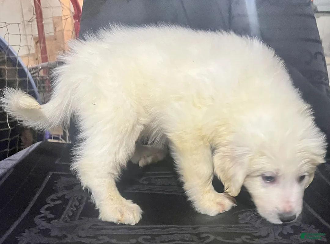 Great Pyrenees dogs for sale: Ranger - Ad 3